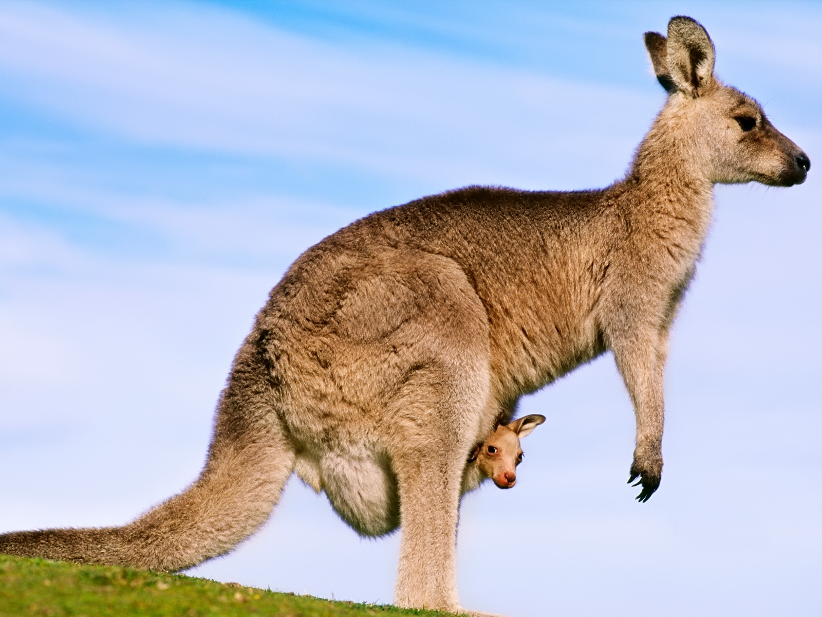 Kangaroo for 1600 x 1200 resolution