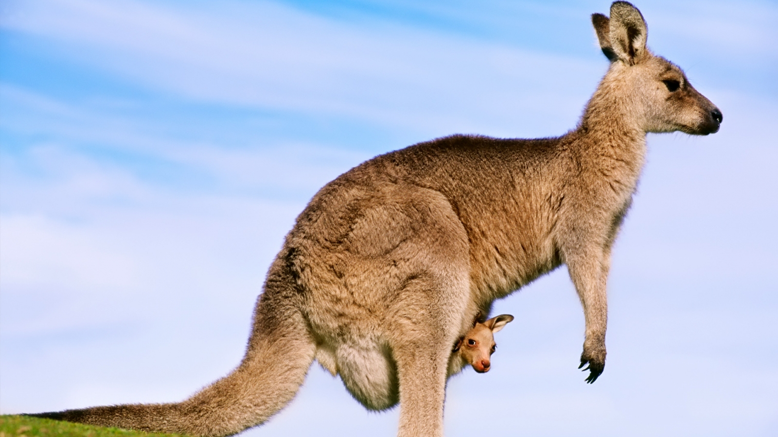 Kangaroo for 1600 x 900 HDTV resolution