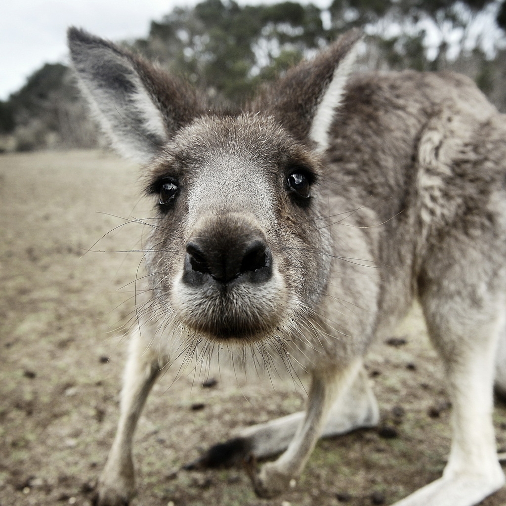 Kangaroo Close Up for 1024 x 1024 iPad resolution