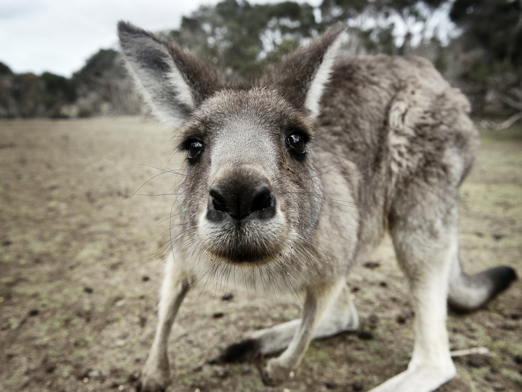 Kangaroo Close Up for 1024 x 768 resolution