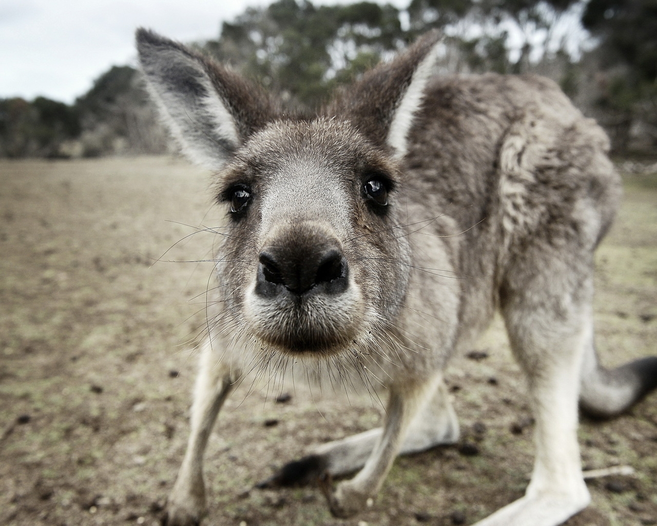 Kangaroo Close Up for 1280 x 1024 resolution