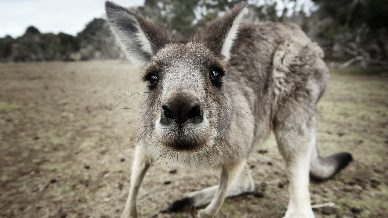 Kangaroo Close Up for 1280 x 720 HDTV 720p resolution