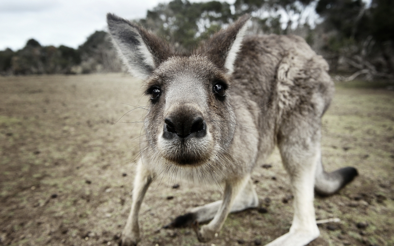 Kangaroo Close Up for 1280 x 800 widescreen resolution