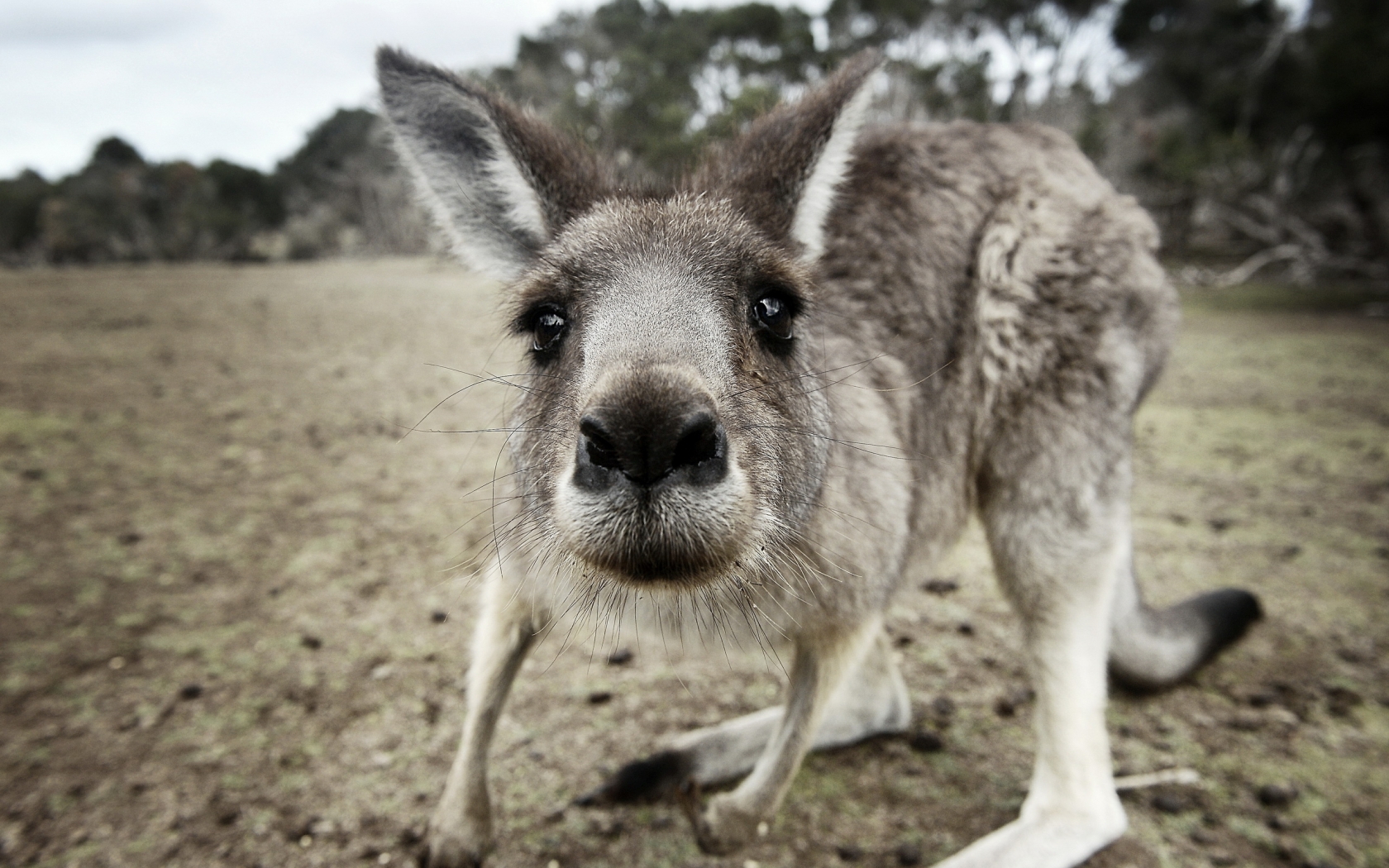 Kangaroo Close Up for 1680 x 1050 widescreen resolution