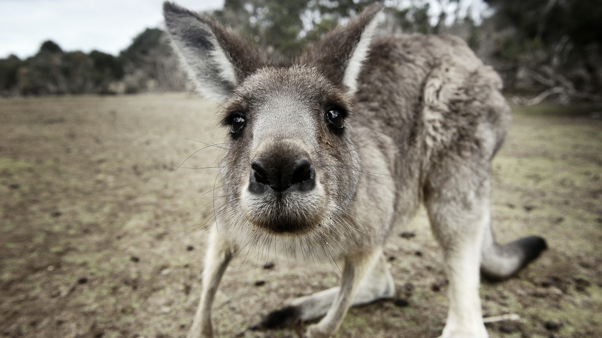 Kangaroo Close Up for 1920 x 1080 HDTV 1080p resolution