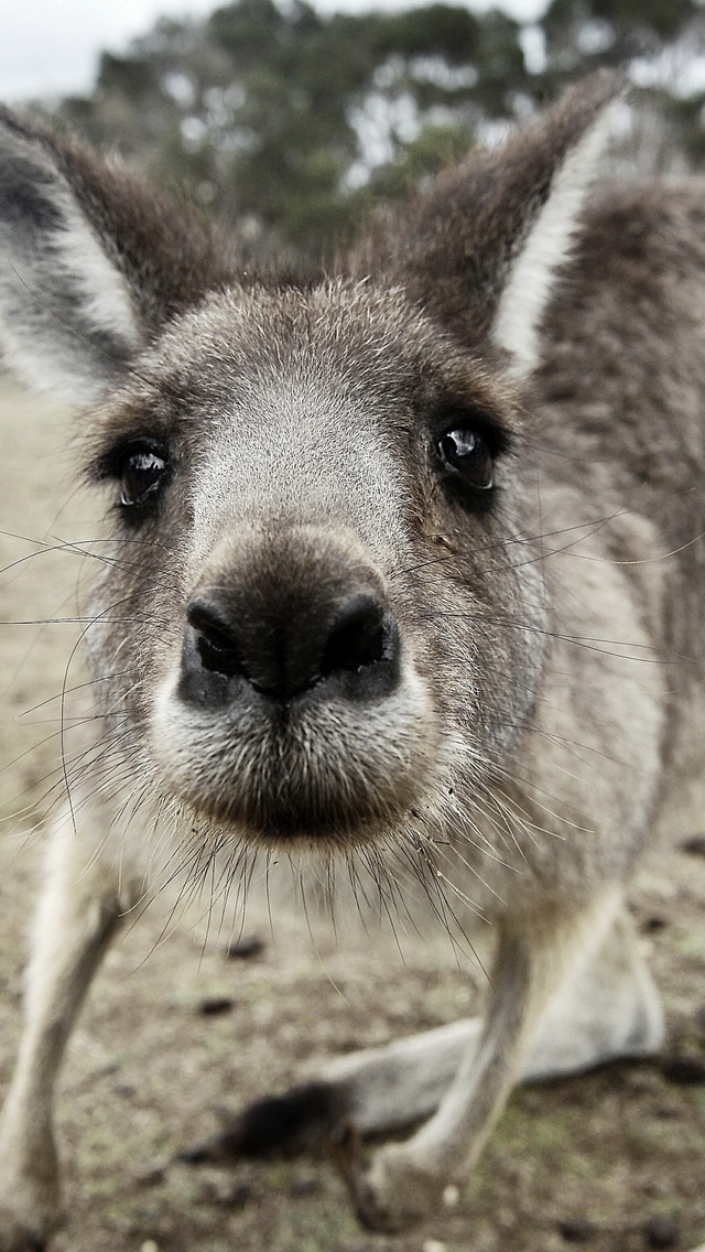Kangaroo Close Up for 640 x 1136 iPhone 5 resolution