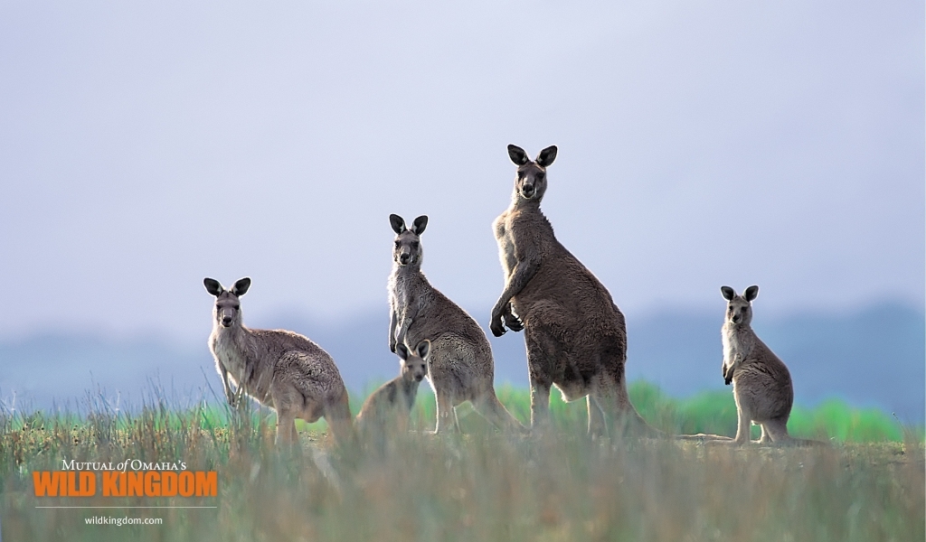 Kangaroos for 1024 x 600 widescreen resolution