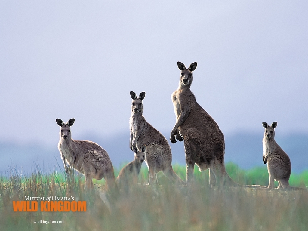 Kangaroos for 1024 x 768 resolution