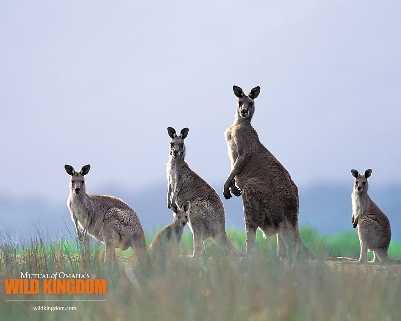 Kangaroos for 1280 x 1024 resolution