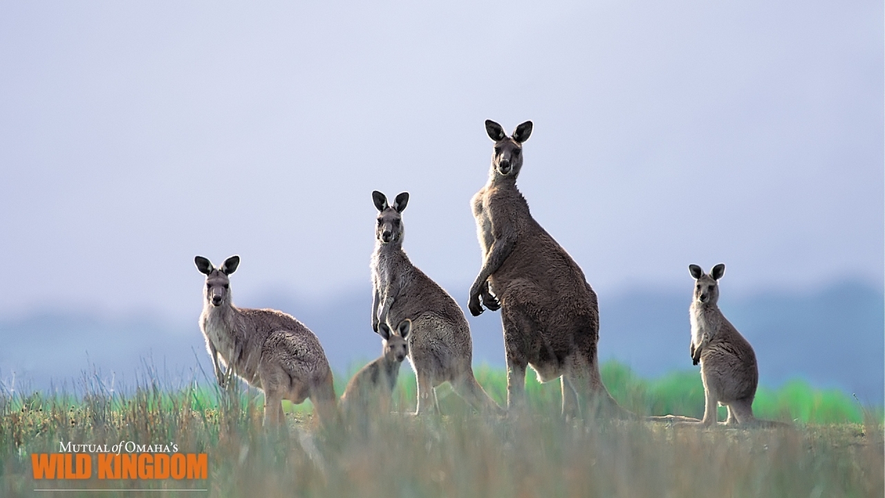 Kangaroos for 1280 x 720 HDTV 720p resolution