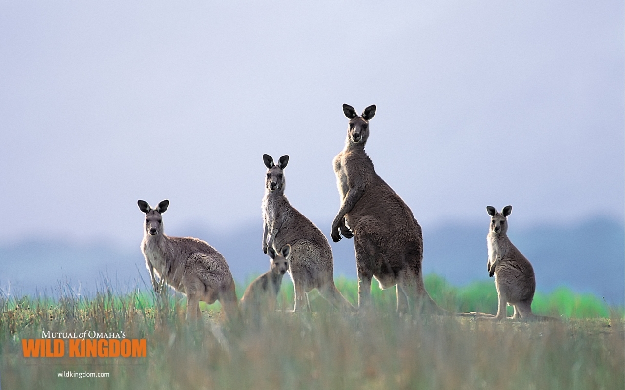 Kangaroos for 1280 x 800 widescreen resolution