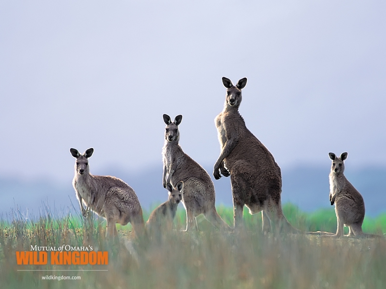 Kangaroos for 1280 x 960 resolution