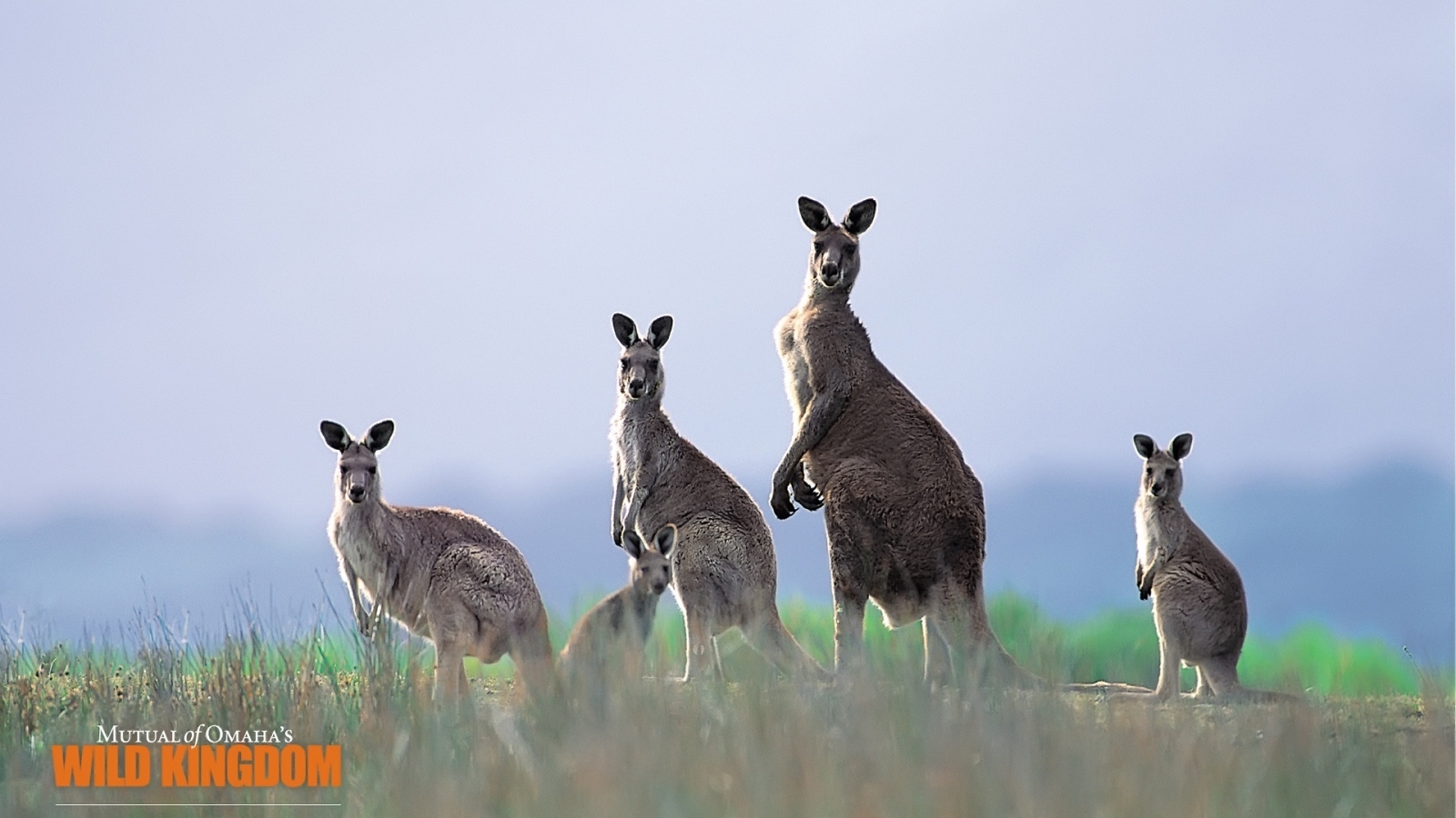 Kangaroos for 1600 x 900 HDTV resolution