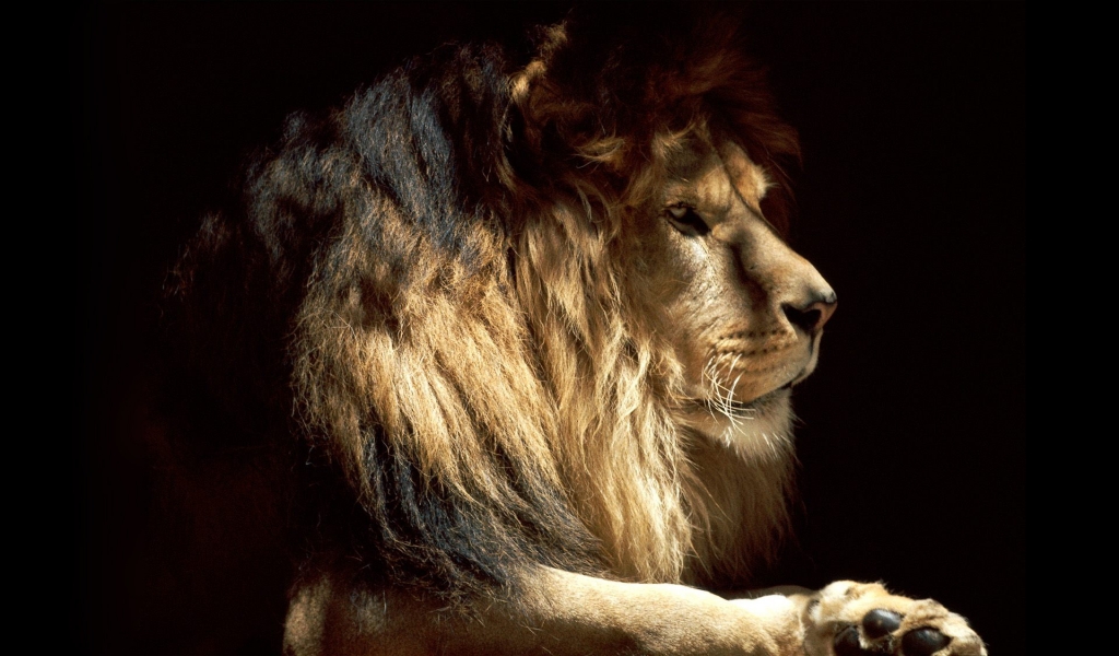 King of the Beasts for 1024 x 600 widescreen resolution