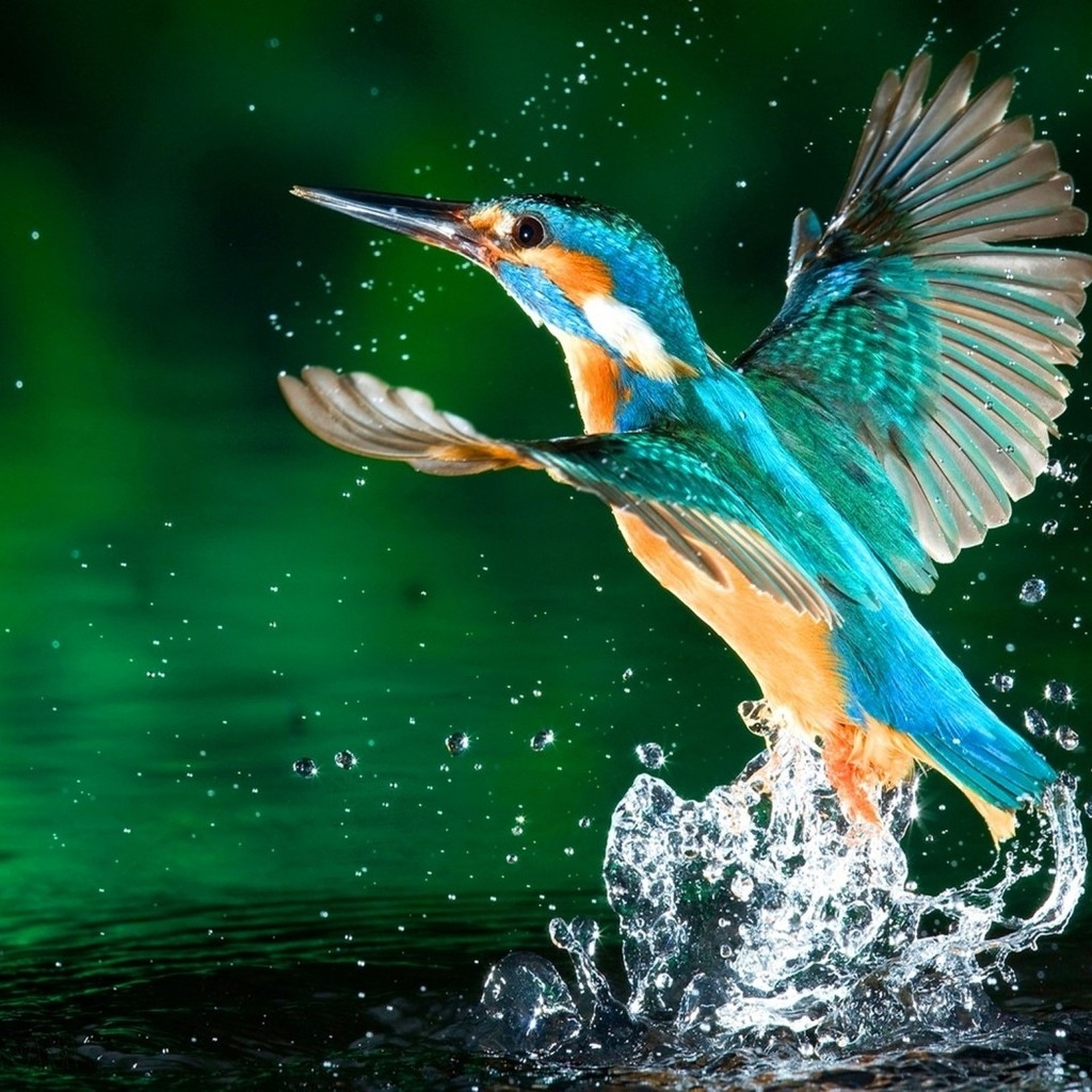 Kingfisher Bird for 1024 x 1024 iPad resolution