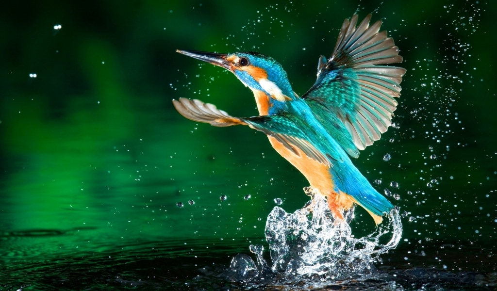 Kingfisher Bird for 1024 x 600 widescreen resolution