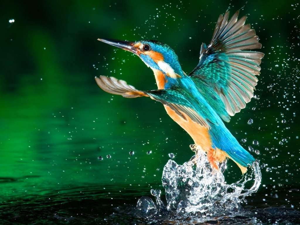 Kingfisher Bird for 1024 x 768 resolution