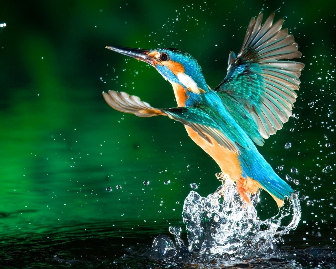 Kingfisher Bird for 1280 x 1024 resolution