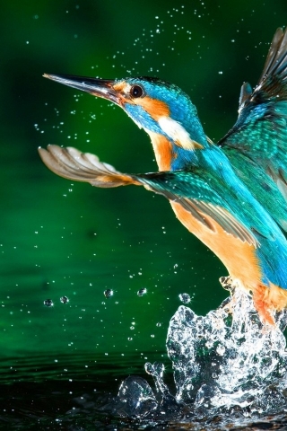 Kingfisher Bird for 320 x 480 iPhone resolution