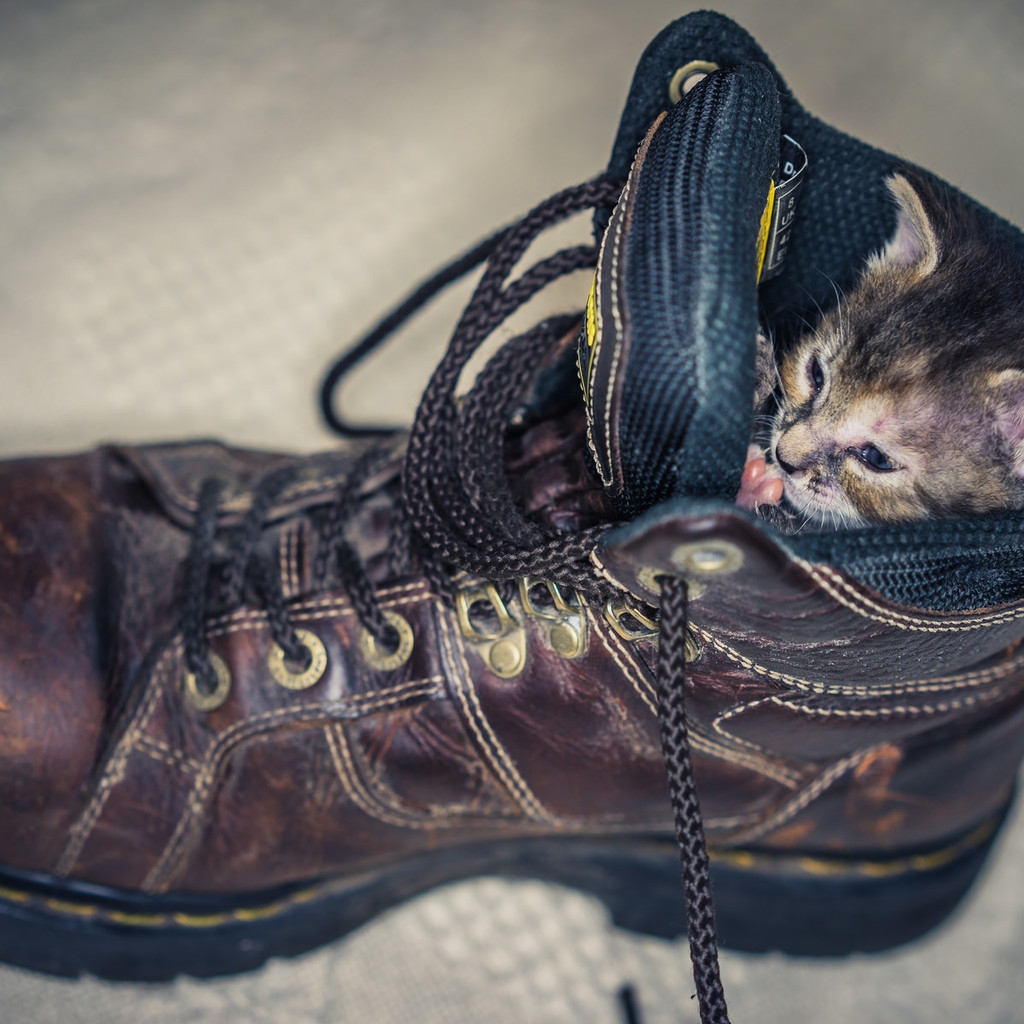 Kitten in Shoe for 1024 x 1024 iPad resolution