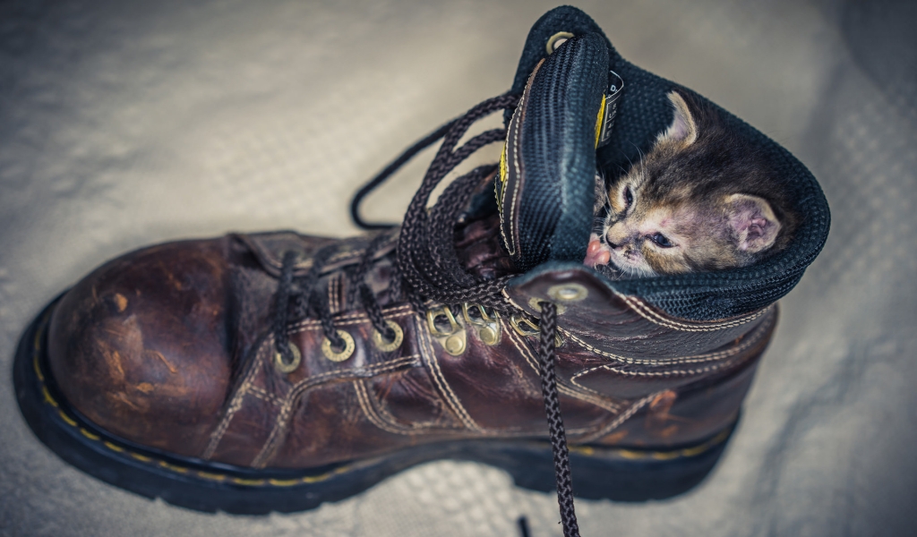 Kitten in Shoe for 1024 x 600 widescreen resolution