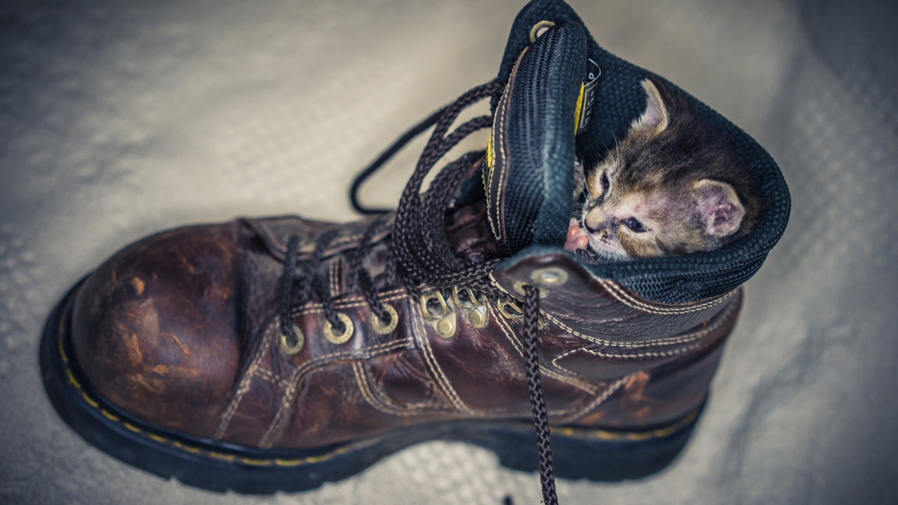 Kitten in Shoe for 1280 x 720 HDTV 720p resolution