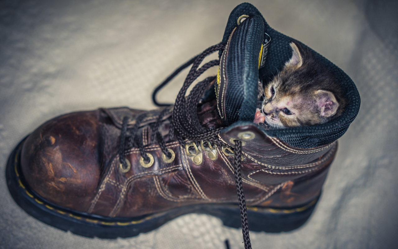 Kitten in Shoe for 1280 x 800 widescreen resolution