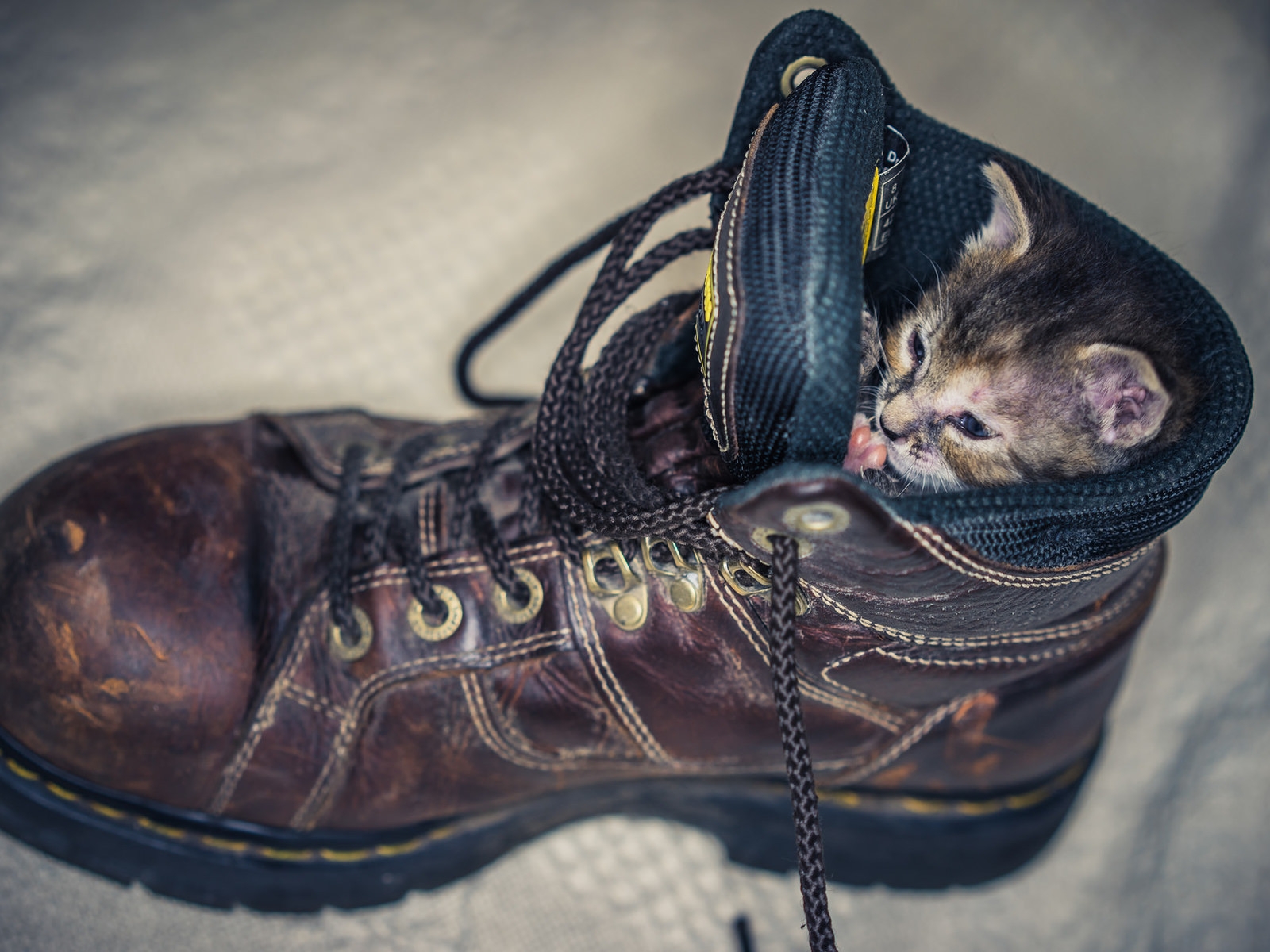 Kitten in Shoe for 1600 x 1200 resolution