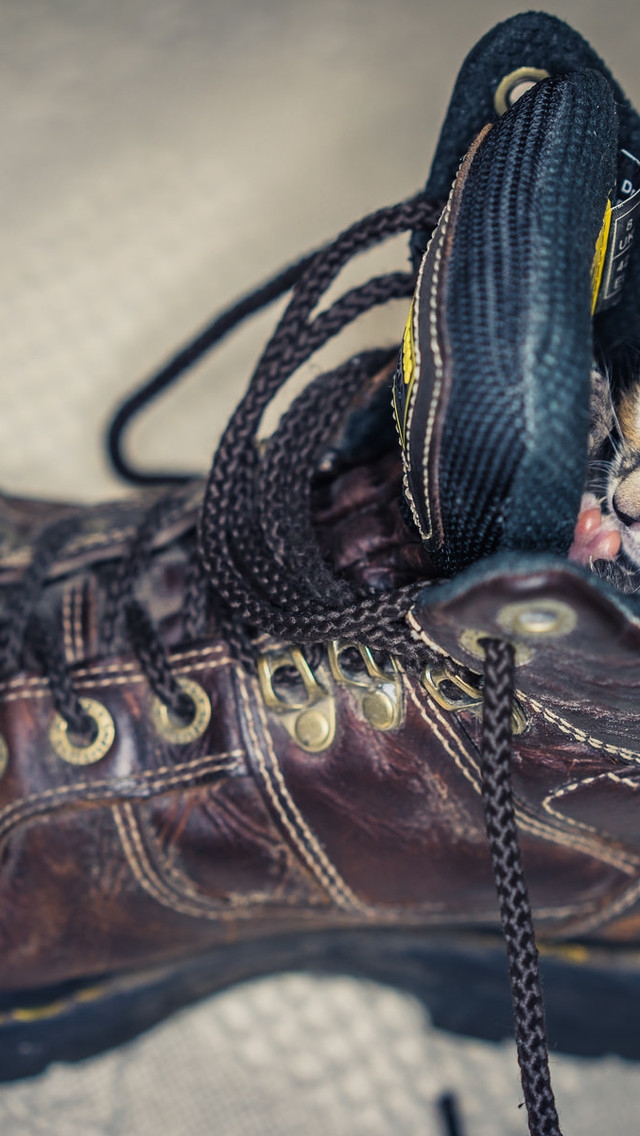 Kitten in Shoe for 640 x 1136 iPhone 5 resolution