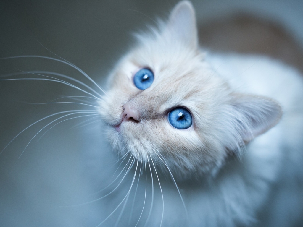 Kitty Blue Eyes for 1024 x 768 resolution
