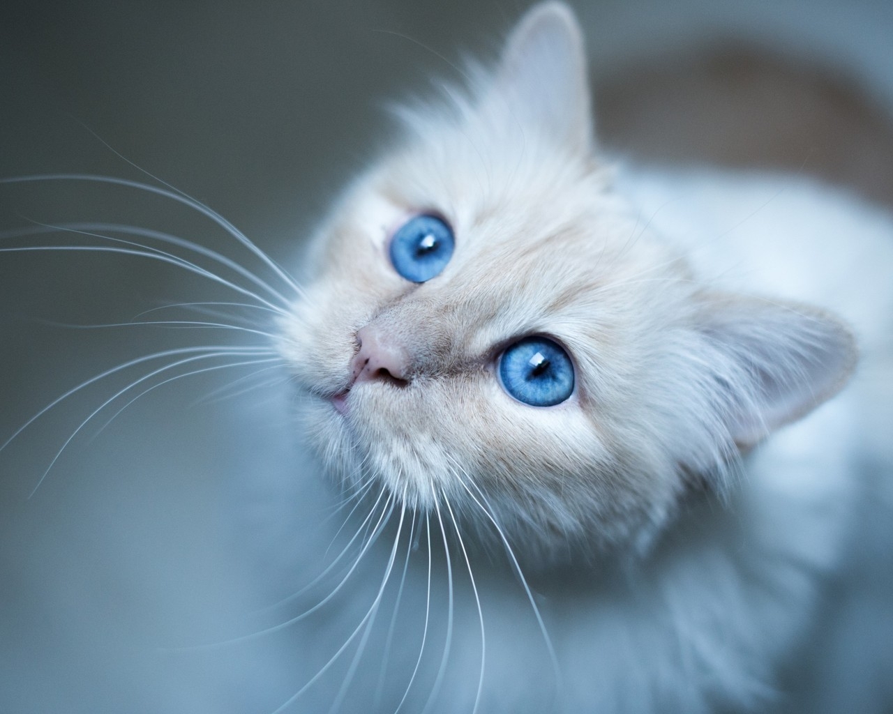 Kitty Blue Eyes for 1280 x 1024 resolution