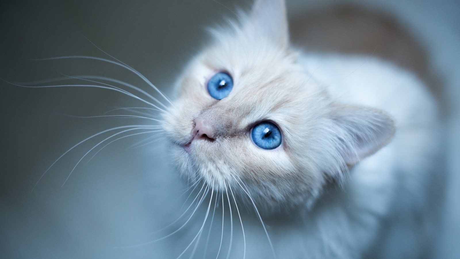 Kitty Blue Eyes for 1600 x 900 HDTV resolution