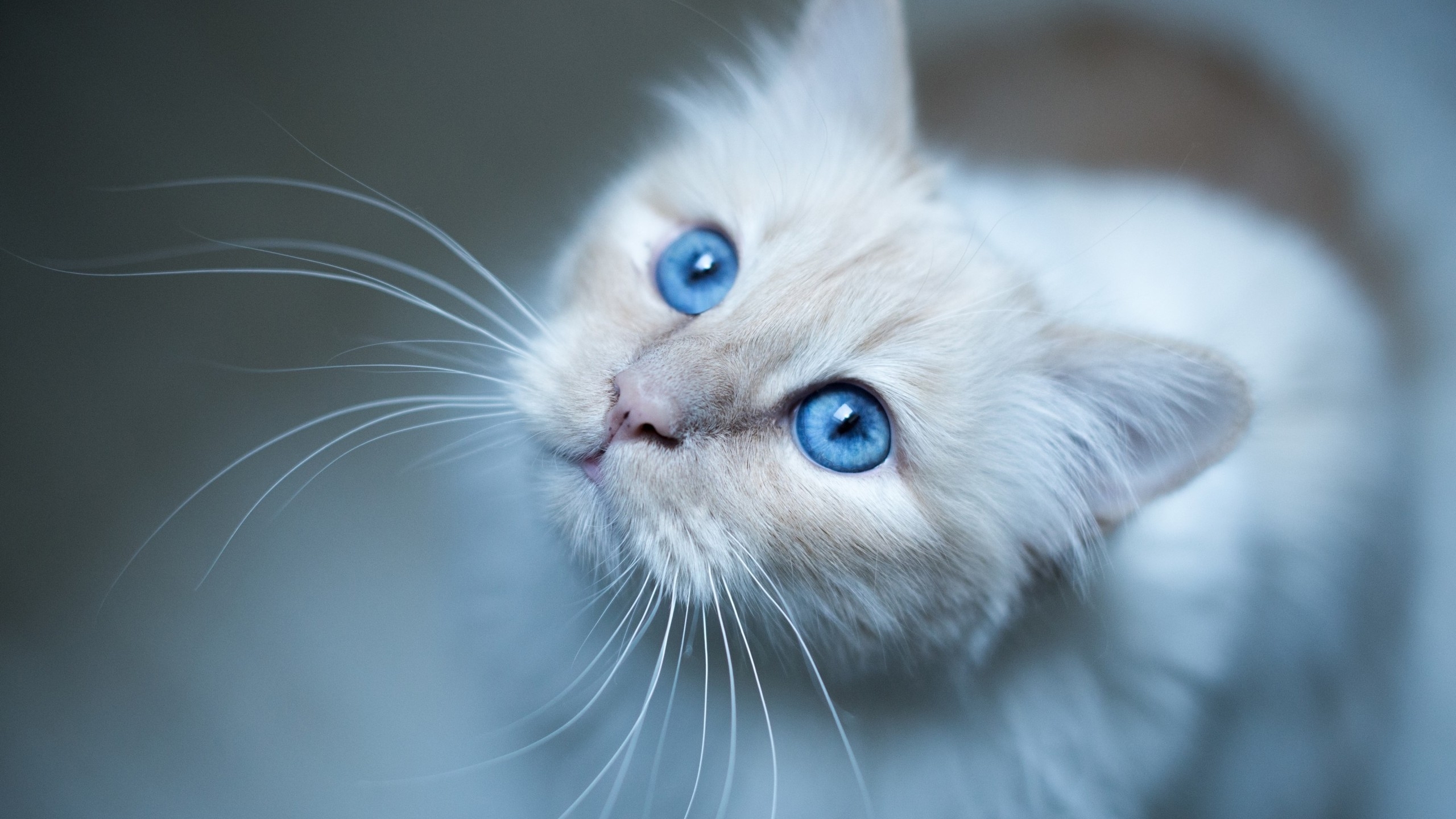 Kitty Blue Eyes for 2560x1440 HDTV resolution