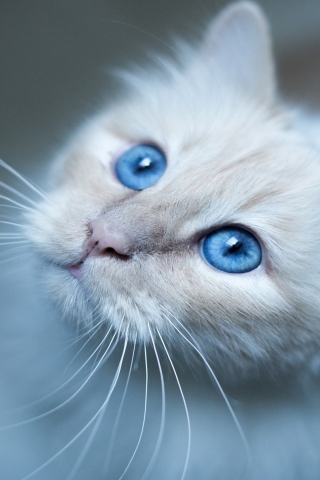 Kitty Blue Eyes for 320 x 480 iPhone resolution