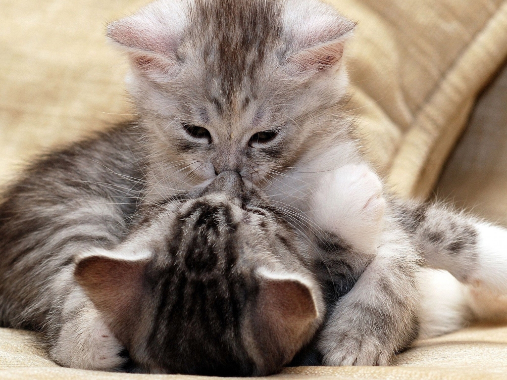 Kitty Kiss for 1024 x 768 resolution