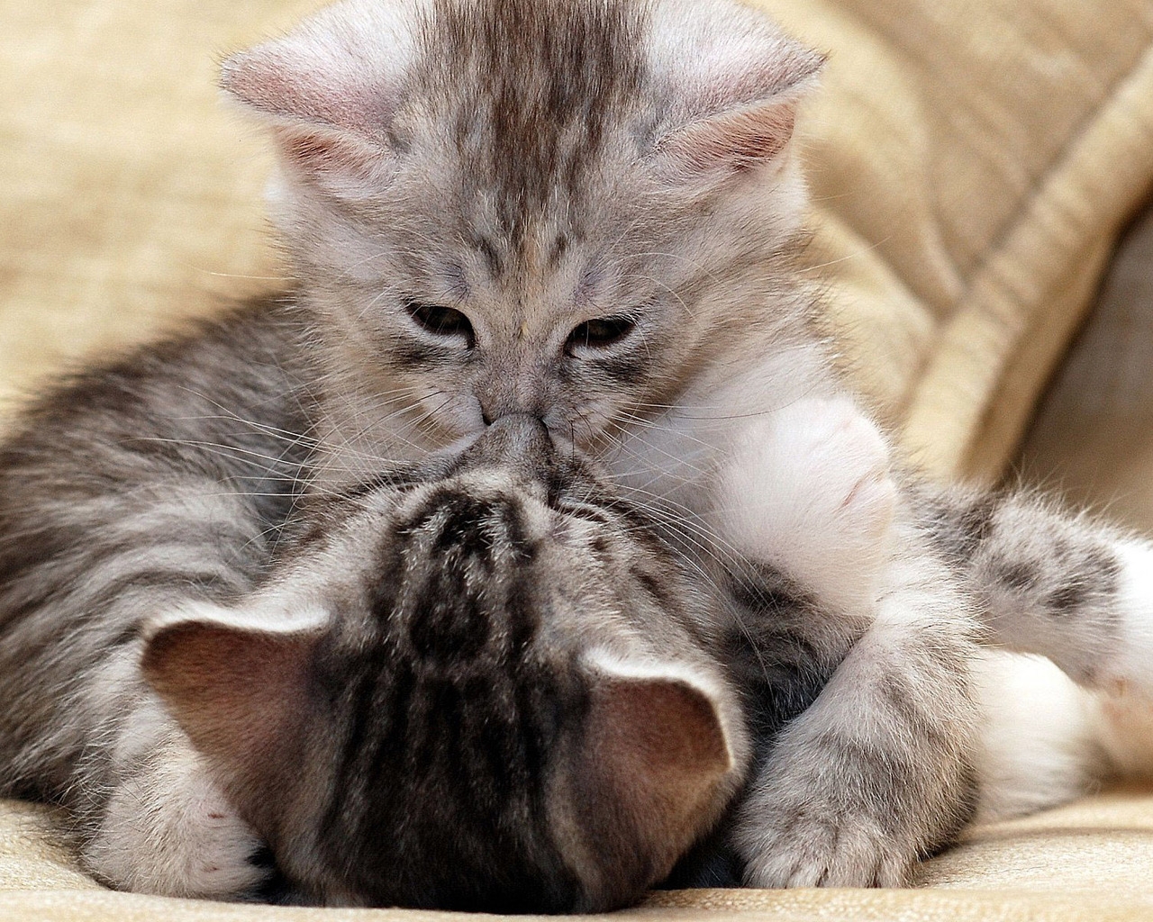 Kitty Kiss for 1280 x 1024 resolution