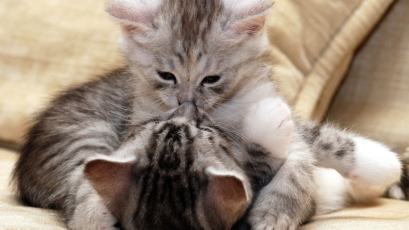 Kitty Kiss for 1366 x 768 HDTV resolution