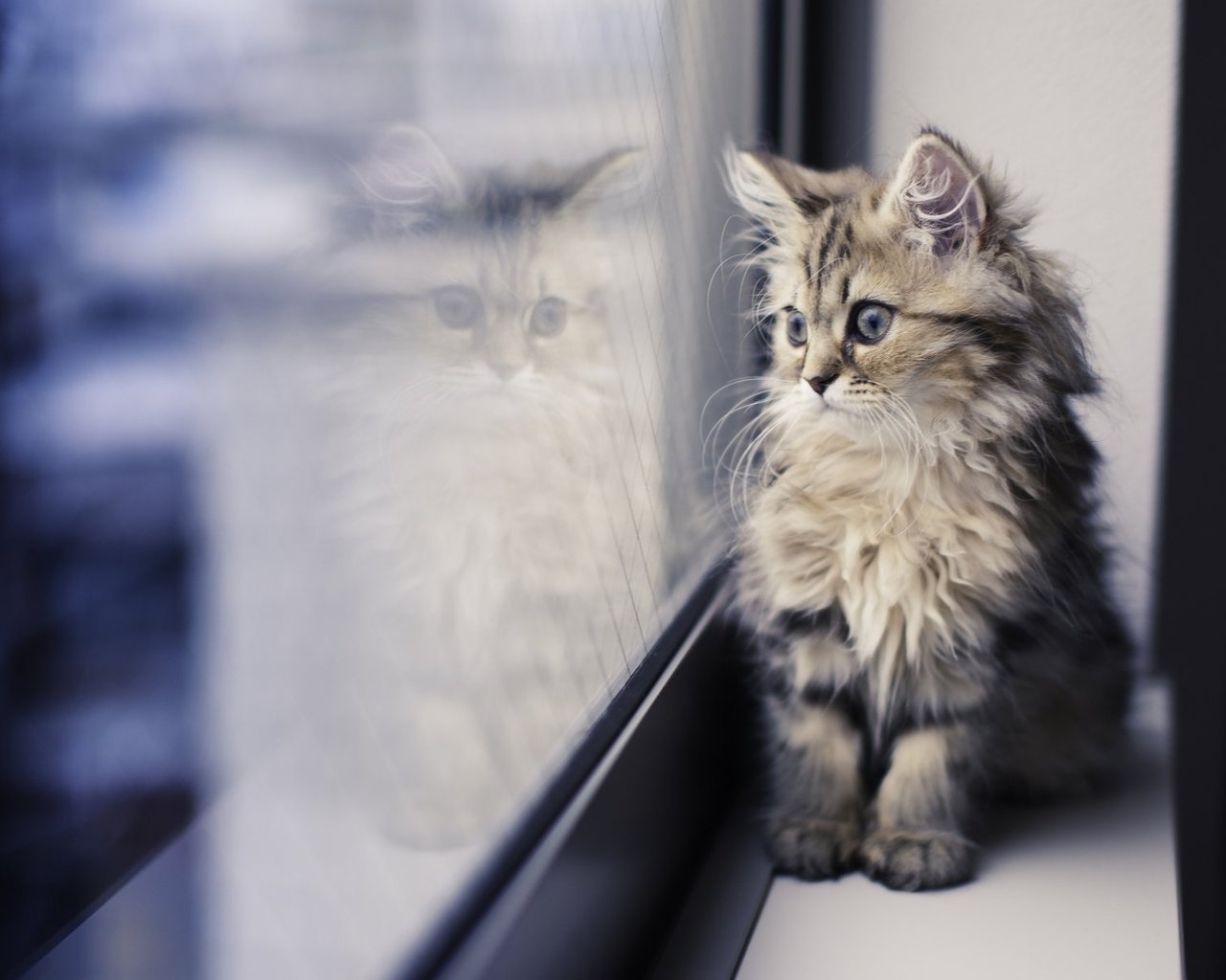 Kitty Looking thru Window for 1280 x 1024 resolution