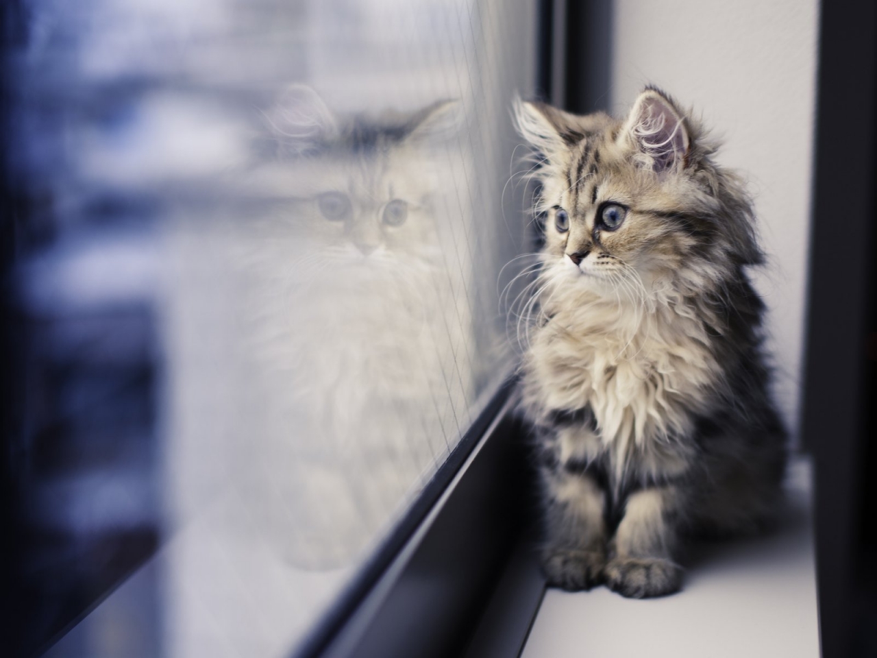 Kitty Looking thru Window for 1280 x 960 resolution
