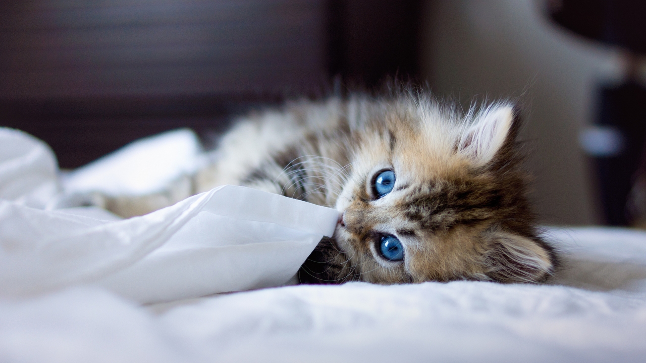 Kitty with Blue Eyes for 1280 x 720 HDTV 720p resolution