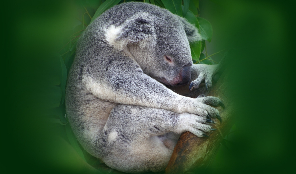 Koala Sleeping for 1024 x 600 widescreen resolution