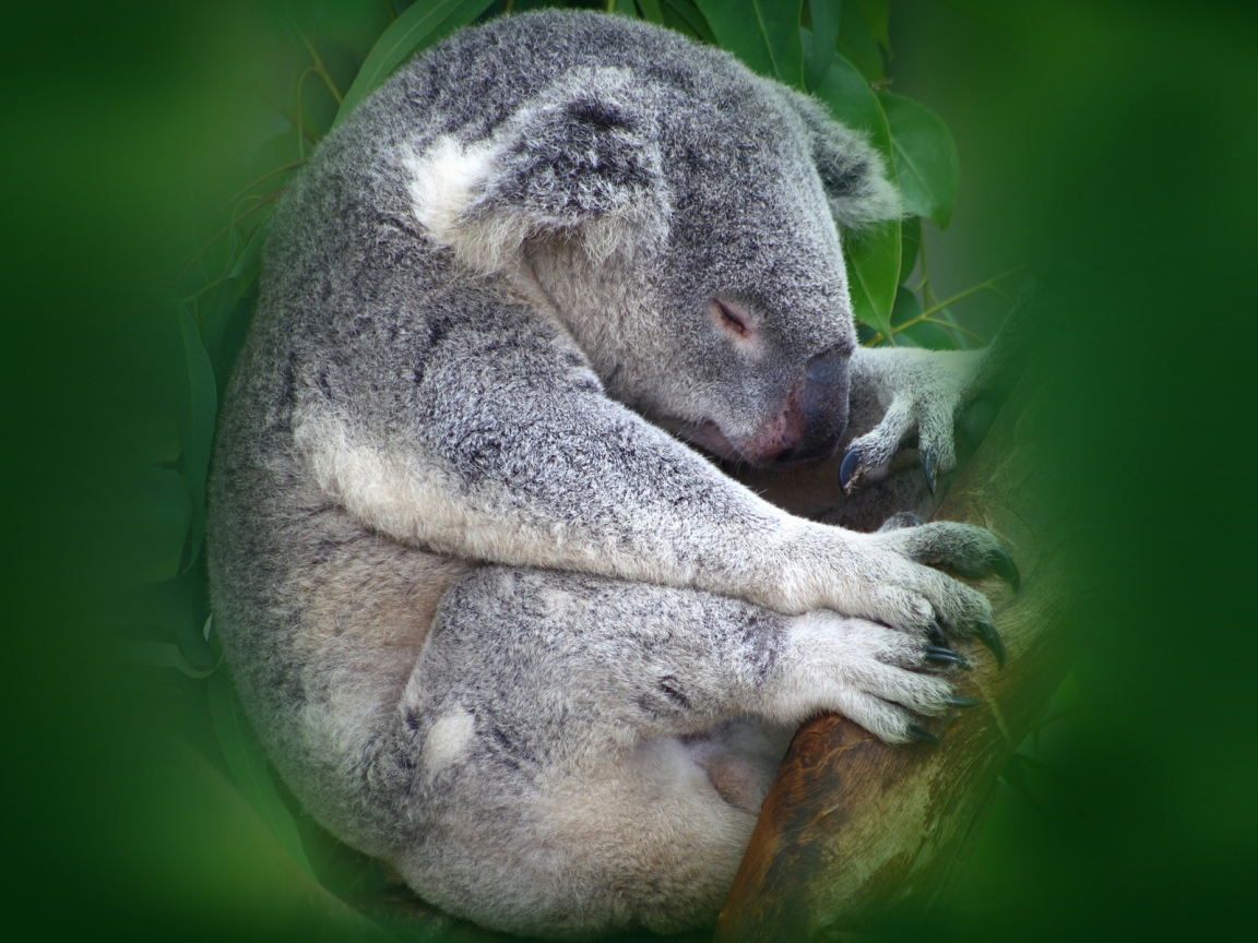 Koala Sleeping for 1152 x 864 resolution