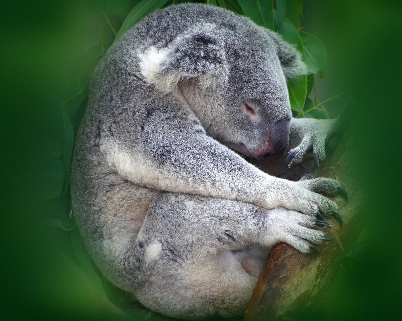 Koala Sleeping for 1280 x 1024 resolution