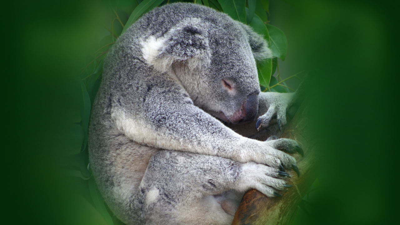 Koala Sleeping for 1280 x 720 HDTV 720p resolution