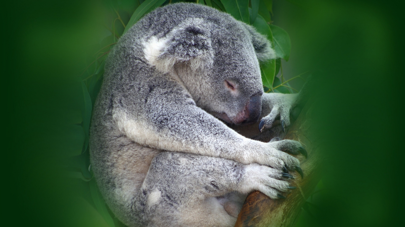 Koala Sleeping for 1366 x 768 HDTV resolution