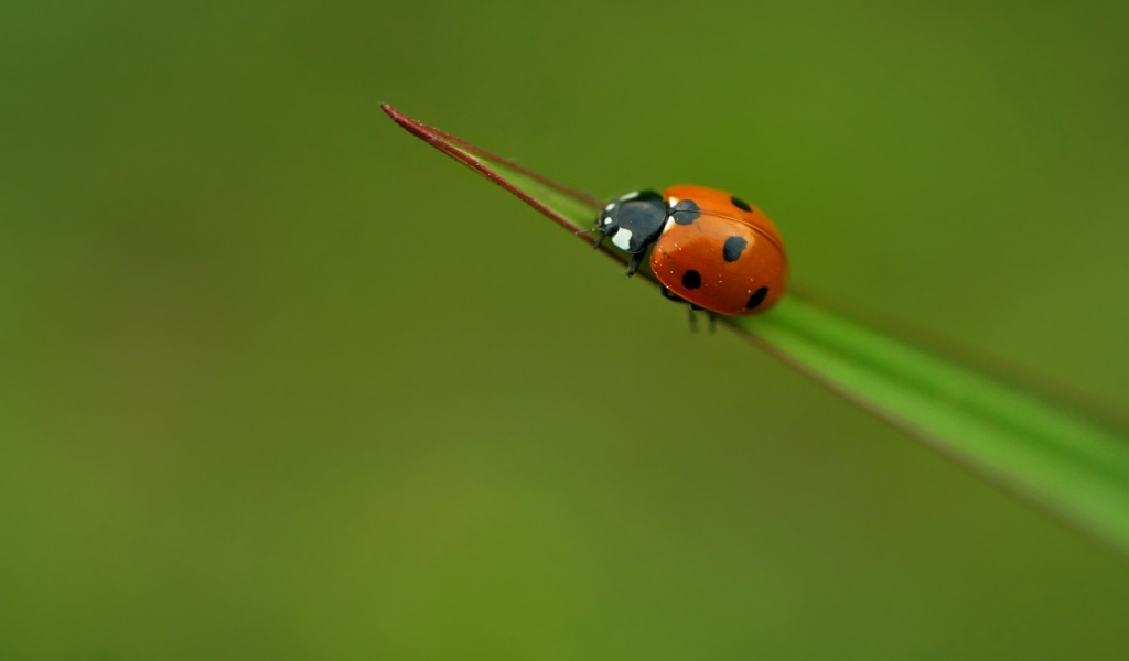 Lady bug for 1024 x 600 widescreen resolution