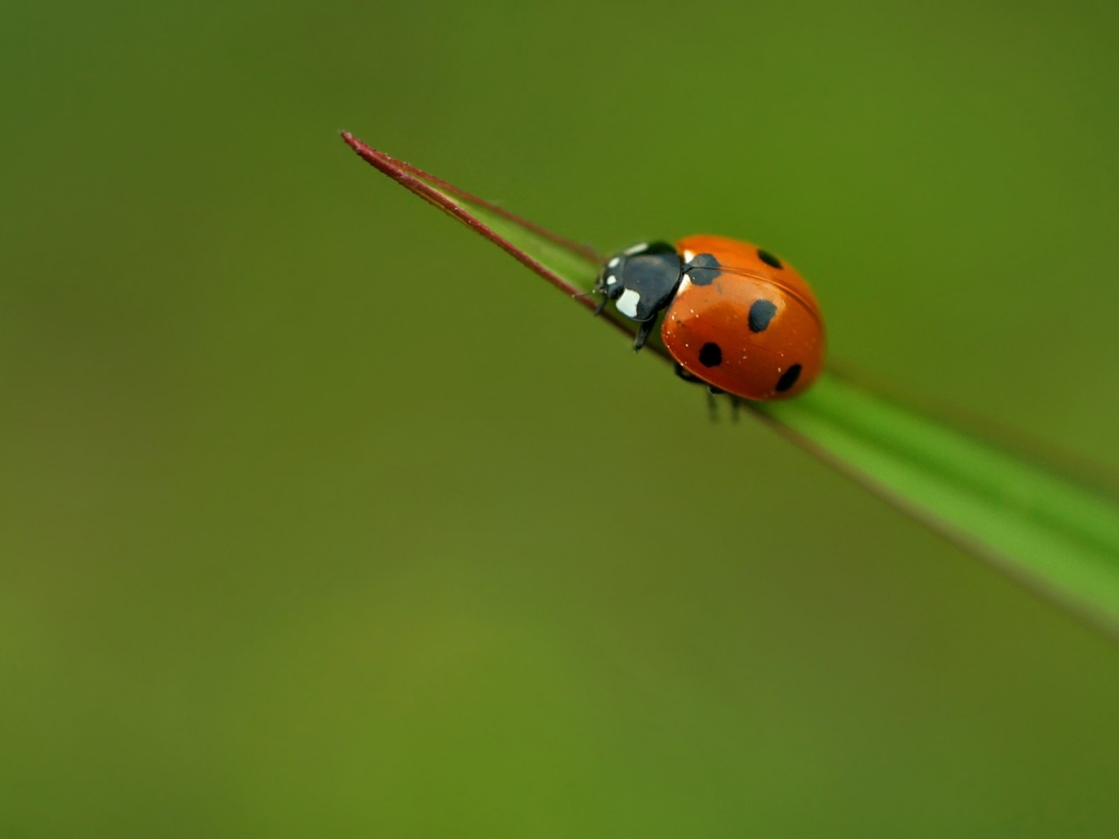 Lady bug for 1024 x 768 resolution