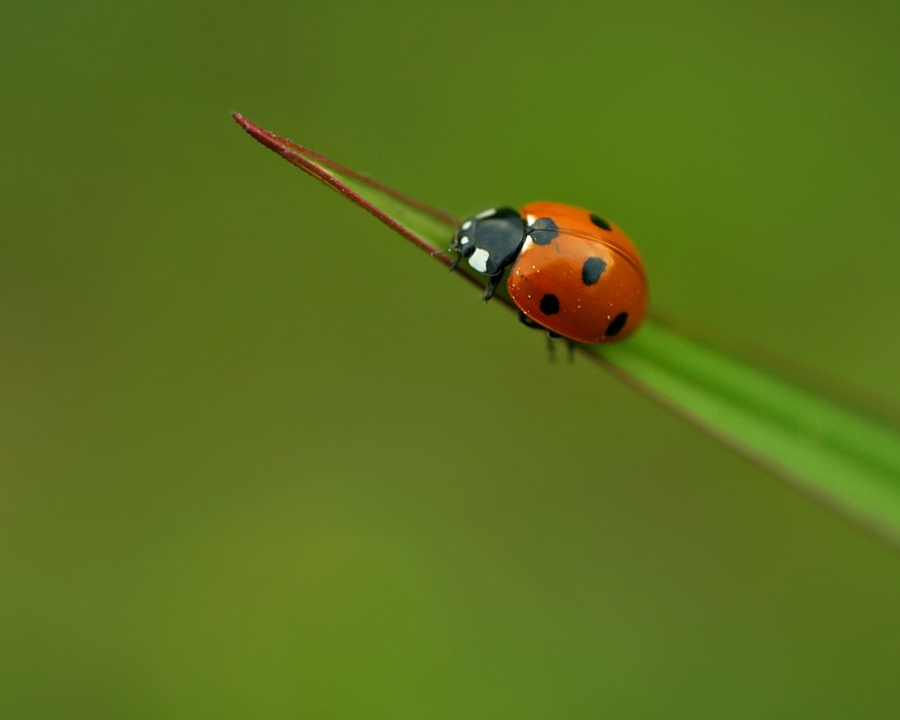 Lady bug for 1280 x 1024 resolution