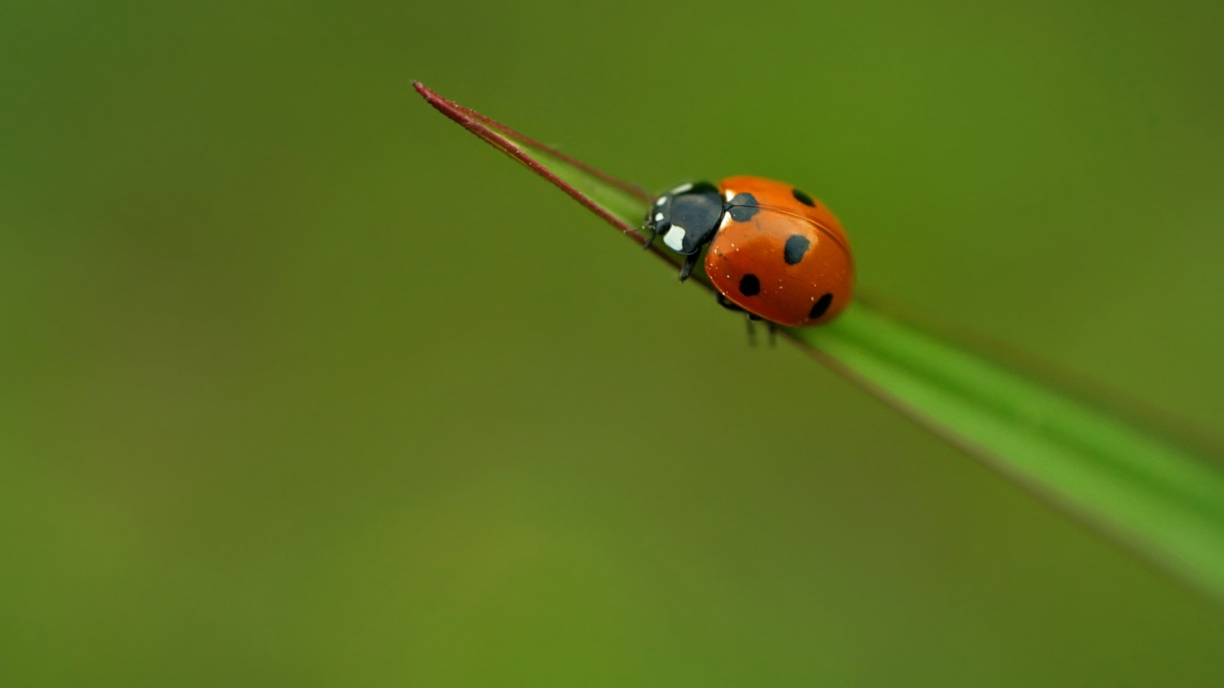 Lady bug for 1366 x 768 HDTV resolution