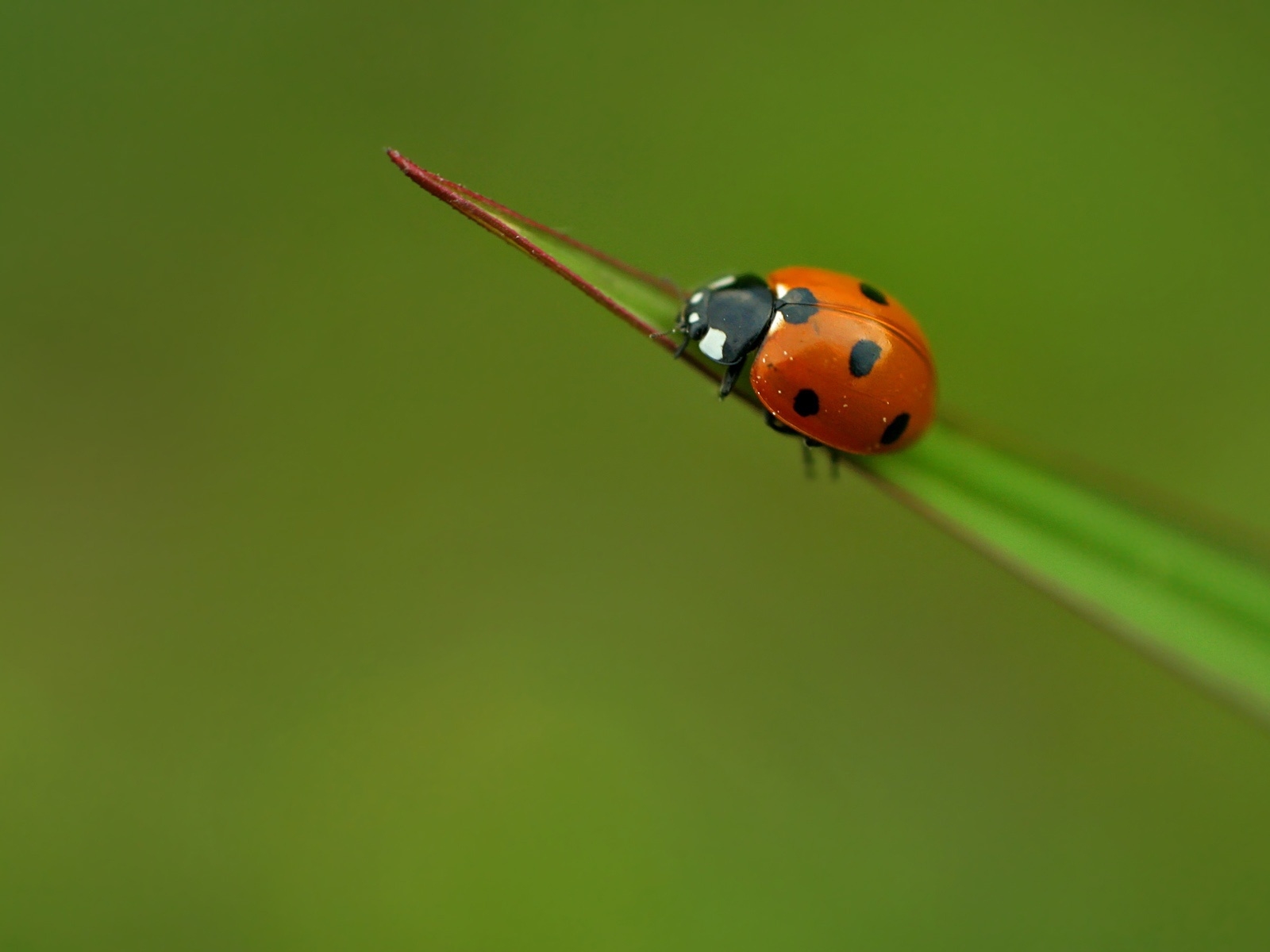 Lady bug for 1600 x 1200 resolution